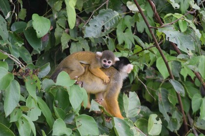 Puerto Maldonado: ทัวร์ป่าฝน Tambopata 4 วัน