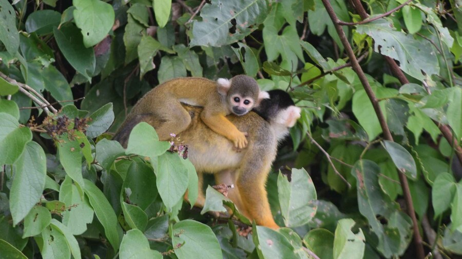 Puerto Maldonado: 4-Day Tambopata Rainforest Tour