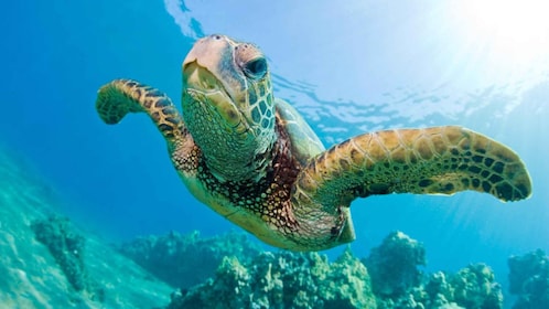 Madagascar: Nosy Sakatia Cruise with Giant Turtles