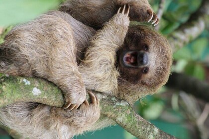 Sloth's Rainforest Tour & Llanos Del Cortez Waterfalls