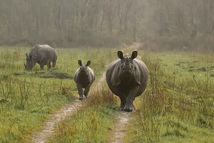 Wildlife Jungle Safari in UNESCO: Chitwan National Park