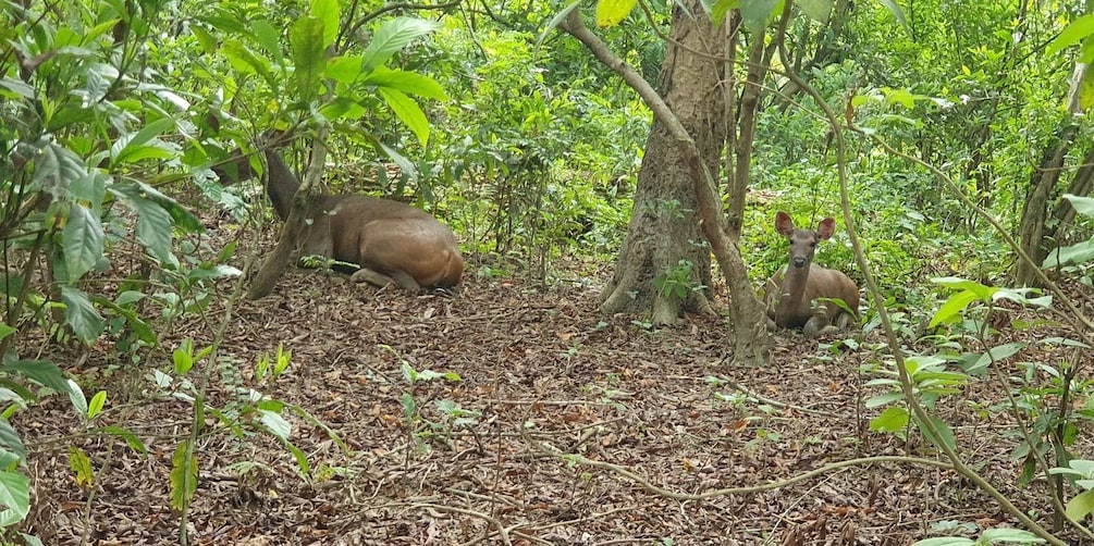 Picture 6 for Activity Nature Jungle Safari in Chitwan National Park 2 night 3 days