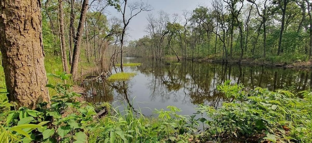 Picture 7 for Activity Wildlife Jungle Safari in UNESCO: Chitwan National Park