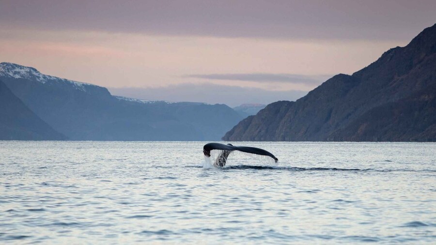From Alta: Fjord & Whale adventure