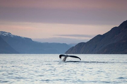 From Alta: Fjord & Whale adventure