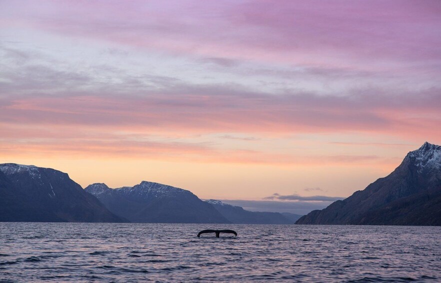 Picture 2 for Activity From Alta: Fjord & Whale adventure