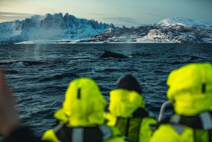 Picture 7 for Activity From Alta: Fjord & Whale adventure