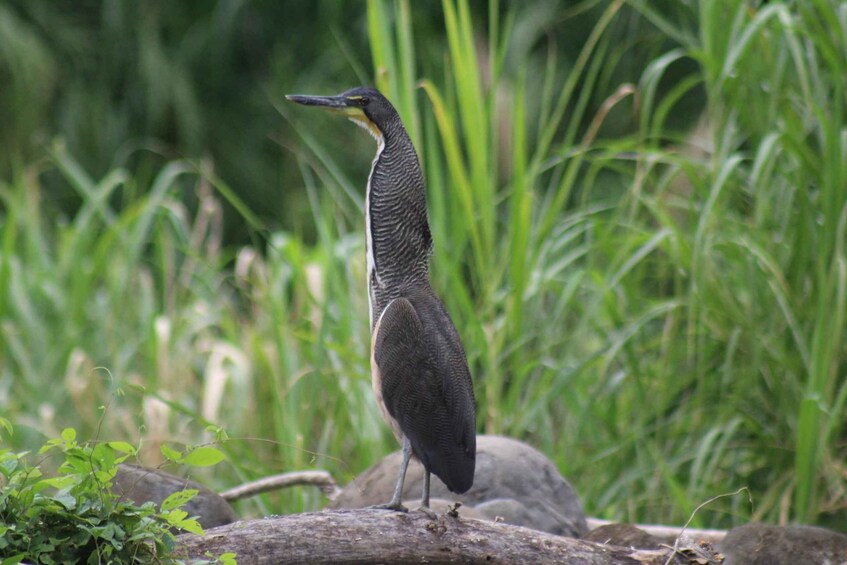 Picture 6 for Activity Nosara: River Wildlife Safari by Raft with Transfer & Snack