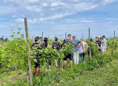 Sirmione: Weinbergstour mit Lugana-Weinen und lokalen Verkostungen