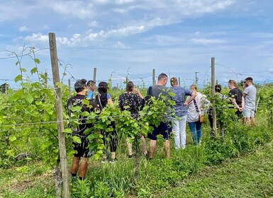 Sirmione : Visite du vignoble avec des vins Lugana et des dégustations loca...