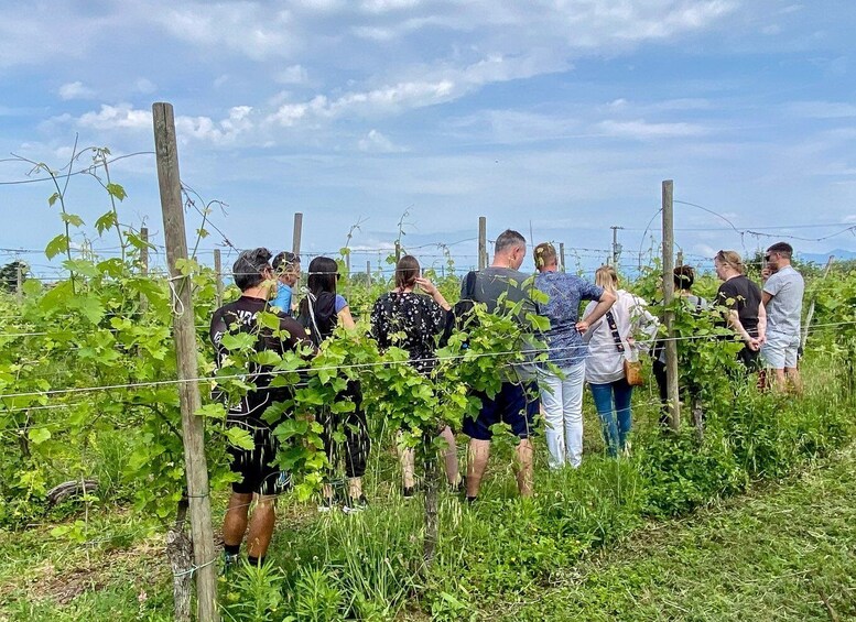 Sirmione: Vineyard Tour with Lugana Wines and Local Tastings