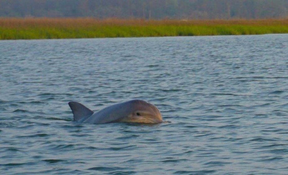 Picture 2 for Activity Hilton Head Island: Sunset Dolphin Watching Tour