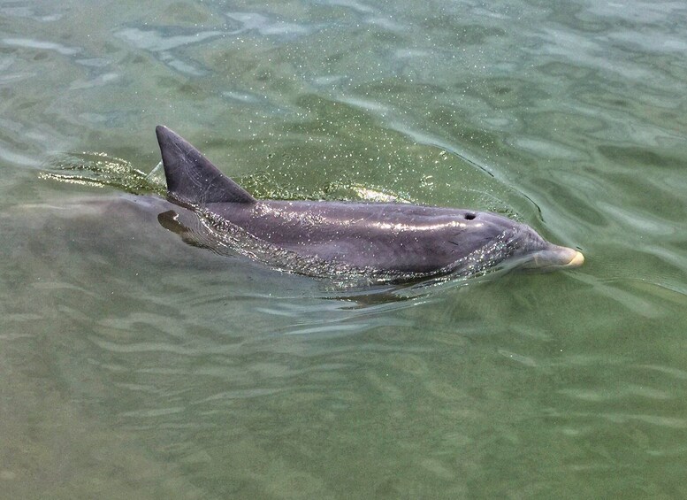 Picture 1 for Activity Hilton Head Island: Sunset Dolphin Watching Tour