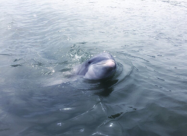 Picture 5 for Activity Hilton Head Island: Sunset Dolphin Watching Tour