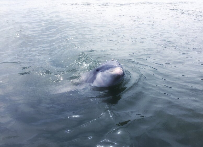 Picture 5 for Activity Hilton Head Island: Sunset Dolphin Watching Tour