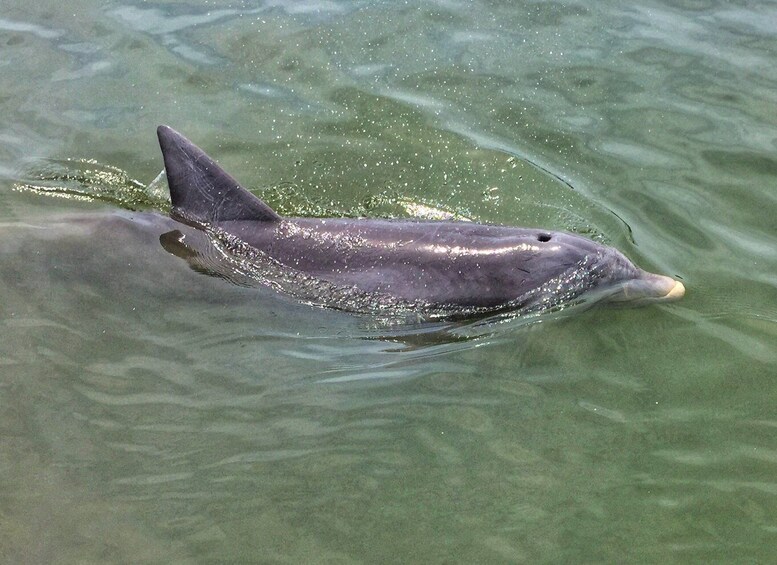 Picture 1 for Activity Hilton Head Island: Sunset Dolphin Watching Tour