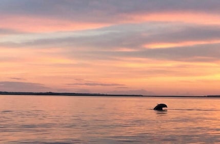 Hilton Head Island: Sunset Dolphin Watching Tour