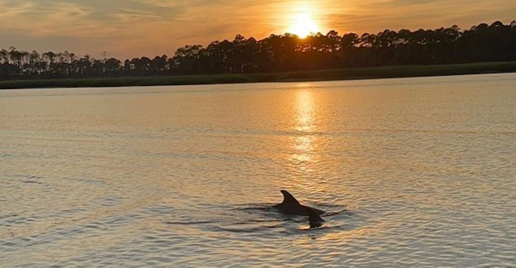 Picture 6 for Activity Hilton Head Island: Sunset Dolphin Watching Tour