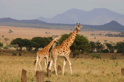 Kampala/Enteebe: Kidepo Valley Park and Karamoja 7-Day Trip