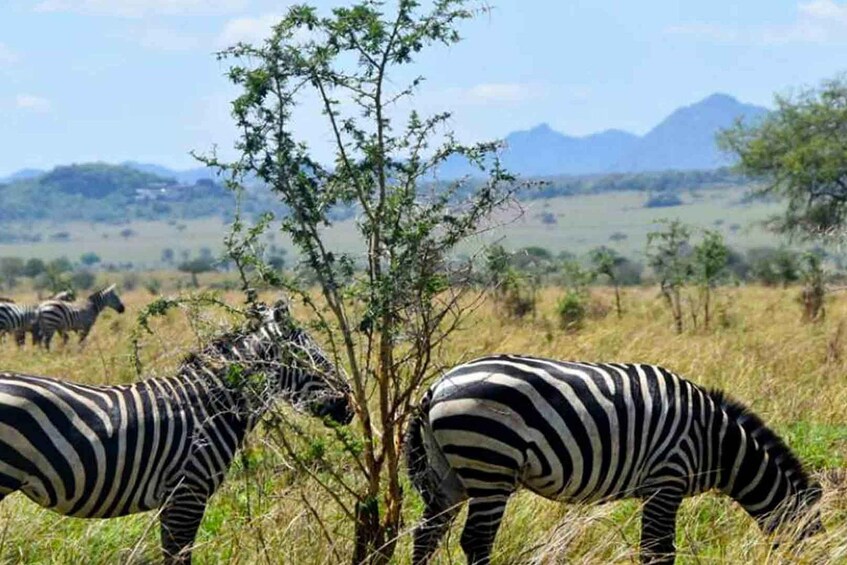 Picture 2 for Activity Kampala/Enteebe: Kidepo Valley Park and Karamoja 7-Day Trip