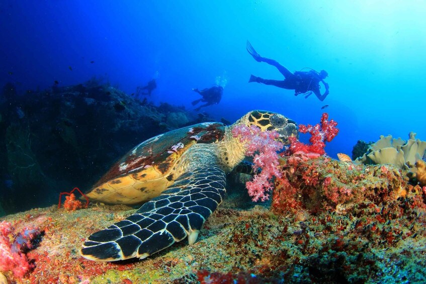 Picture 2 for Activity Alanya: Scuba Diving Tour With Lunch