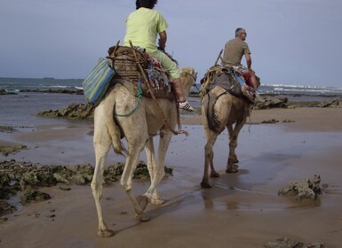 From Essaouira: Camel Tour with Overnight Stay in a tent