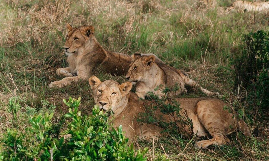 Picture 2 for Activity Game Drive Maasai Mara