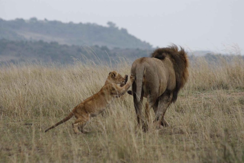 Picture 19 for Activity Game Drive Maasai Mara