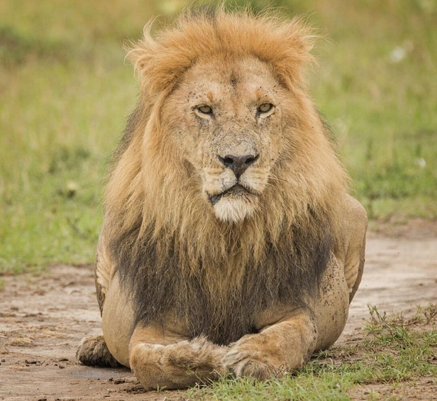 Picture 18 for Activity Game Drive Maasai Mara