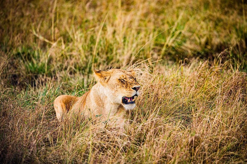 Picture 31 for Activity Game Drive Maasai Mara