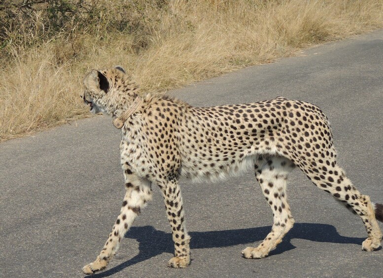 Picture 11 for Activity Kruger National Park: Wildlife-Watching Safari