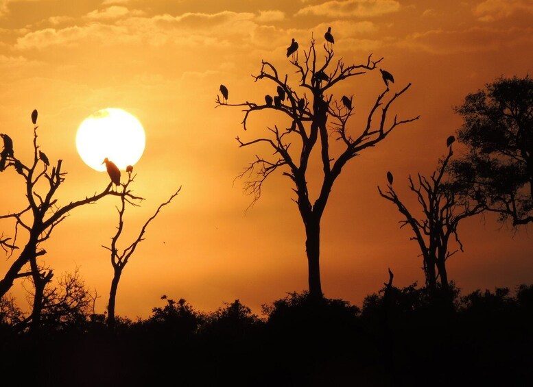 Picture 4 for Activity Kruger National Park: Wildlife-Watching Safari