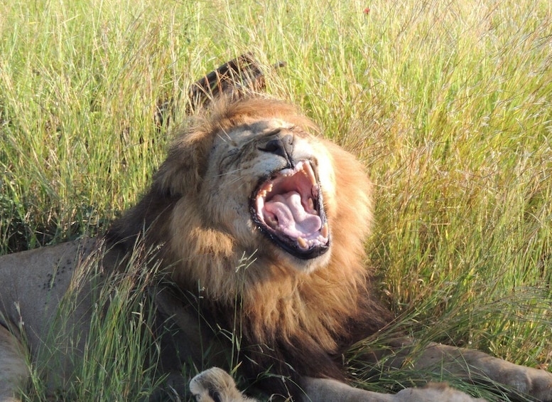 Picture 1 for Activity Kruger National Park: Wildlife-Watching Safari