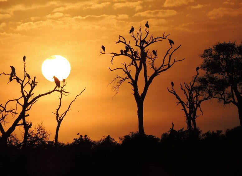 Picture 4 for Activity Kruger National Park: Wildlife-Watching Safari