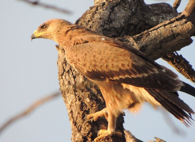 Picture 7 for Activity Kruger National Park: Wildlife-Watching Safari