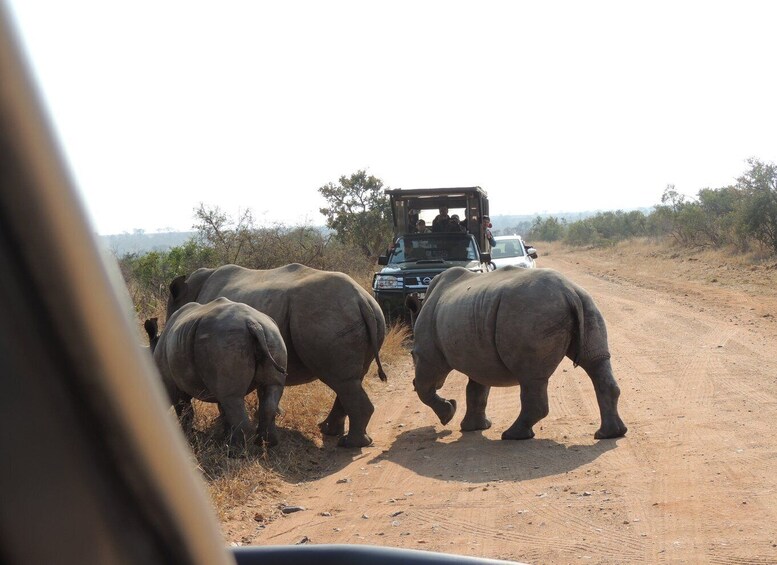Picture 10 for Activity Kruger National Park: Wildlife-Watching Safari