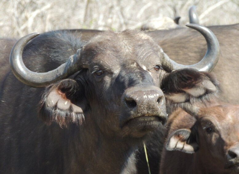 Picture 9 for Activity Kruger National Park: Wildlife-Watching Safari