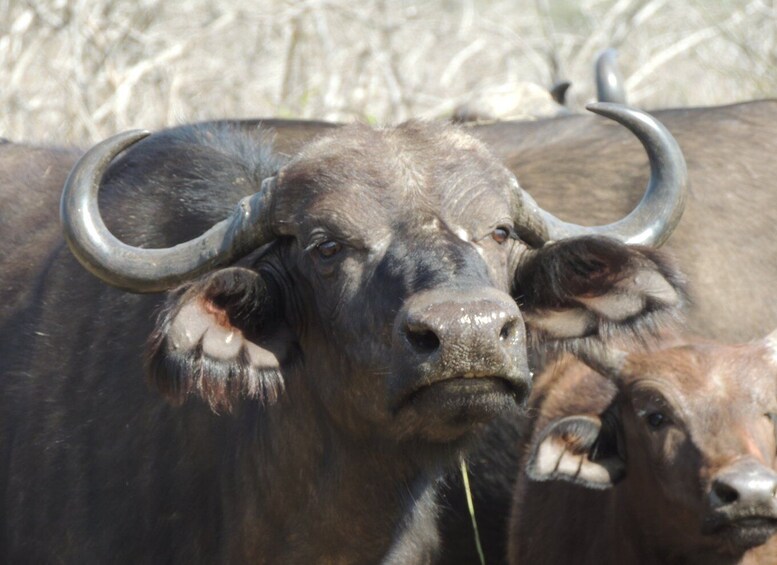 Picture 9 for Activity Kruger National Park: Wildlife-Watching Safari