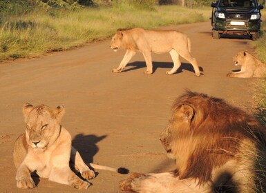 Kruger National Park: Wildlife-Watching Safari