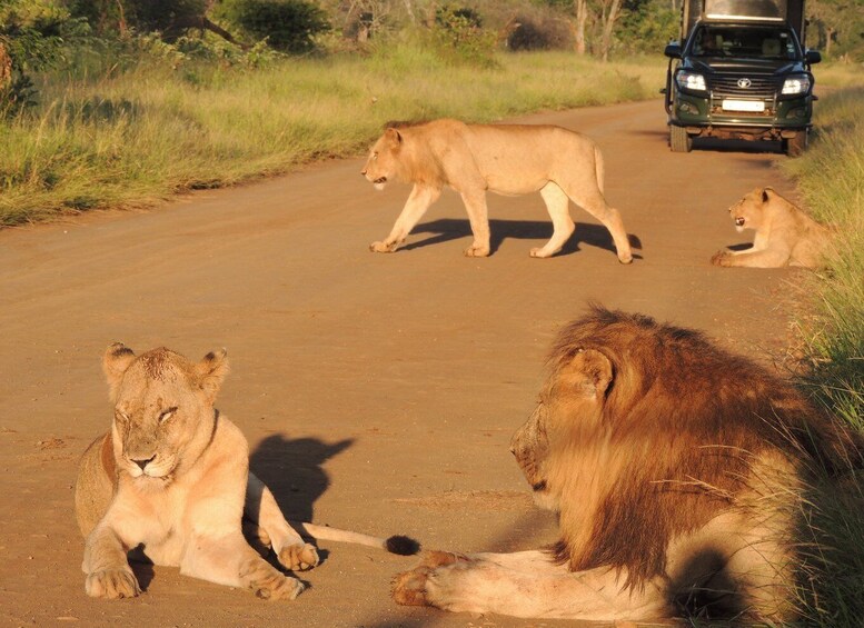 Kruger National Park: Wildlife-Watching Safari