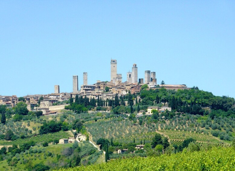 Picture 7 for Activity From Livorno: Siena and San Gimignano Guided Day Trip