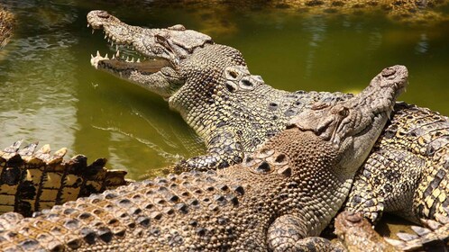 Tour privado por el sur con parque de cocodrilos y tierra de siete colores