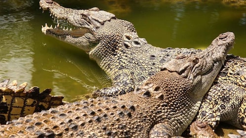 Tour privado por el sur con parque de cocodrilos y tierra de siete colores