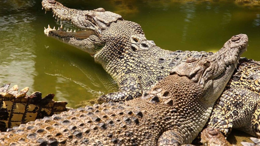 Private South Tour with Crocodile park & Seven Colored Earth