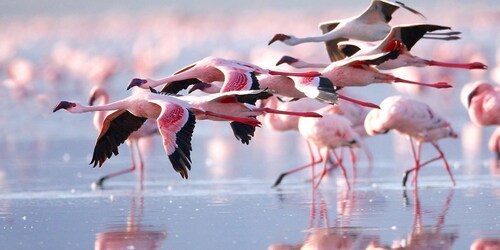 6 días de fotografía de vida silvestre en Masai Mara y el lago Nakuru