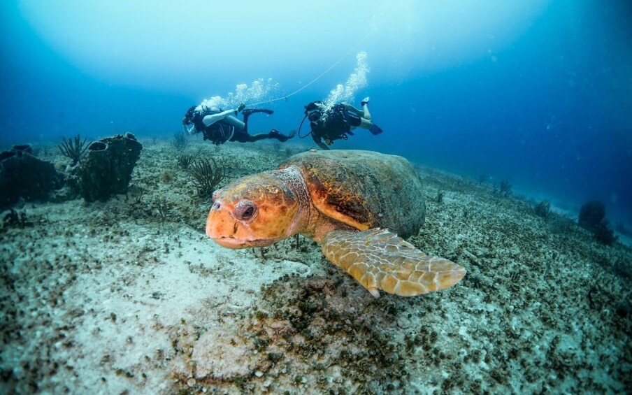 Picture 3 for Activity Scuba Certified Diving Immersion at Maroma Beach