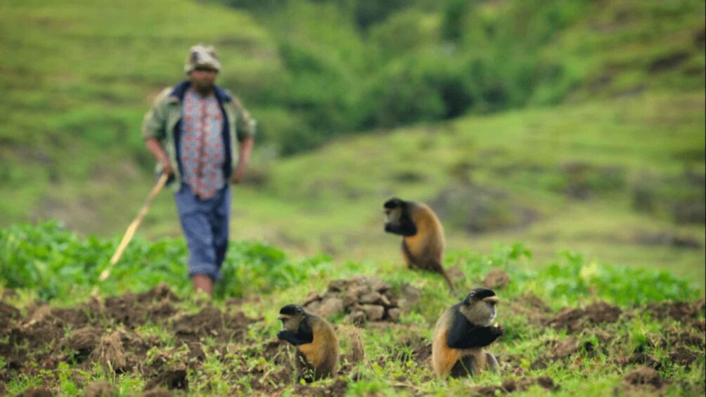 Picture 3 for Activity From Kigali: Golden Monkey and Cultural tour with Liunch