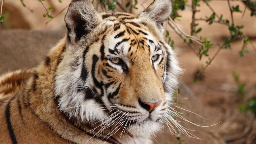 From Delhi: 4-Day Golden Triangle & Ranthambore Guided Tour