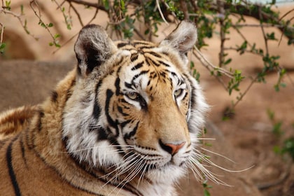 Ab Delhi: 4-tägige geführte Tour durch das Goldene Dreieck und Ranthambore