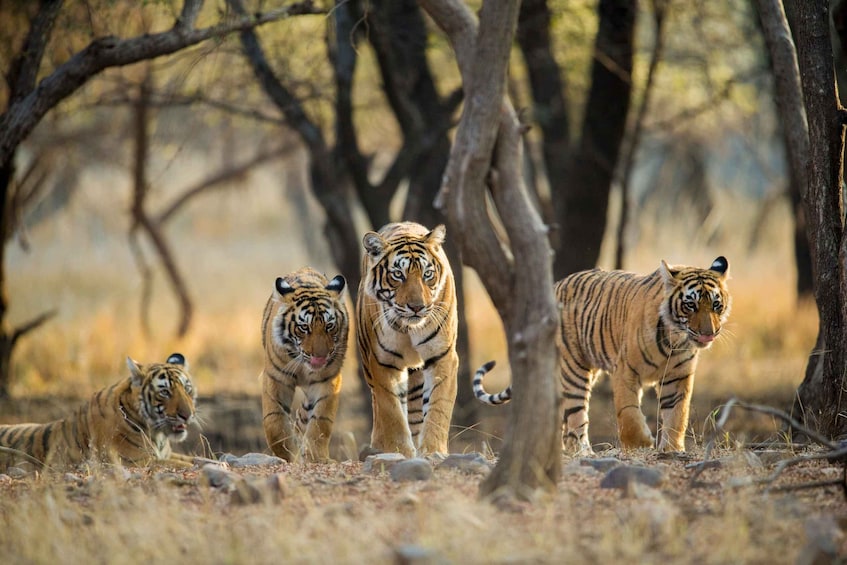 Picture 5 for Activity From Delhi: 4-Day Golden Triangle & Ranthambore Guided Tour